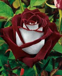 imagenes de rosas lindas sinceridad