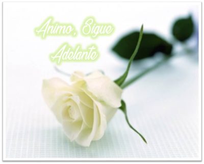 imagenes de rosas blancas con frases de luto animo