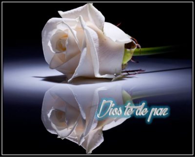 imagenes de rosas blancas con frases de luto paz