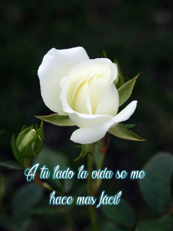 Hermosas Imágenes De Rosas Blancas Con Frases Para Todos - IMÁGENES DE  FLORES HERMOSAS