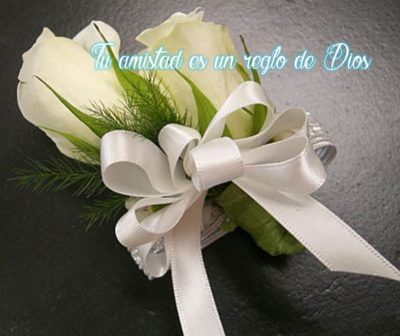 Hermosas Imágenes De Rosas Blancas Con Frases Para Todos - IMÁGENES DE  FLORES HERMOSAS