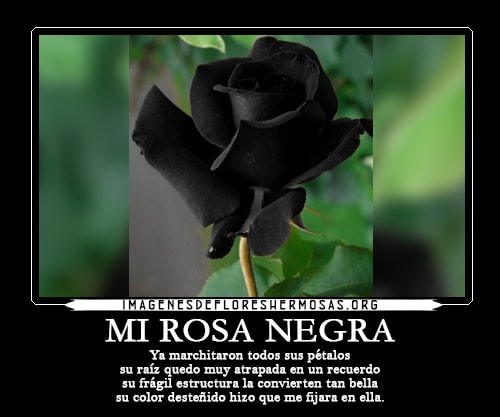 imagenes de rosas negras con frases de amor eterno