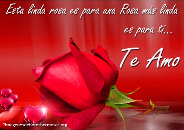 Preciosas Imagenes De Rosas Con Frases Romanticas De Amor